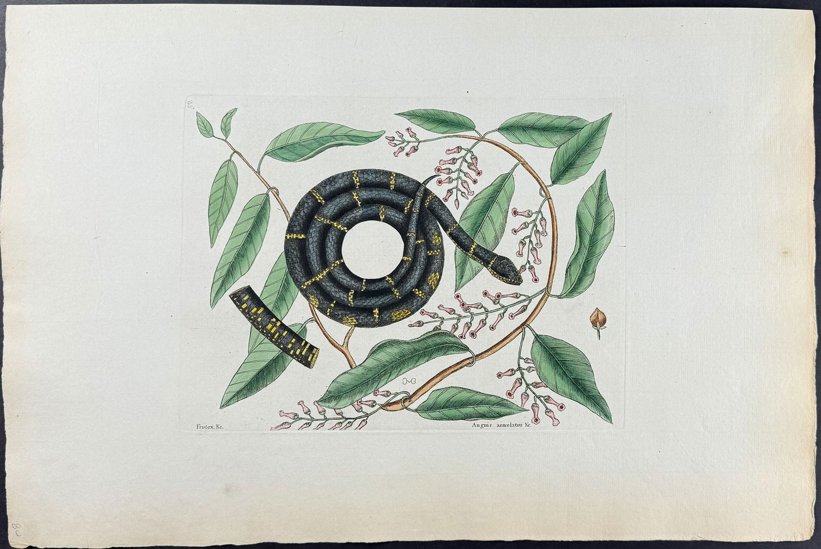 Catesby, Folio - Chain Snake with Climbing Hydrangea. 2-52: We are pleased to offer this stunning originally hand-colored engraving from Mark Catesby?s The Natural History of Carolina, Florida and the Bahama Islands: Containing the Figures of Birds, Beasts, Fi