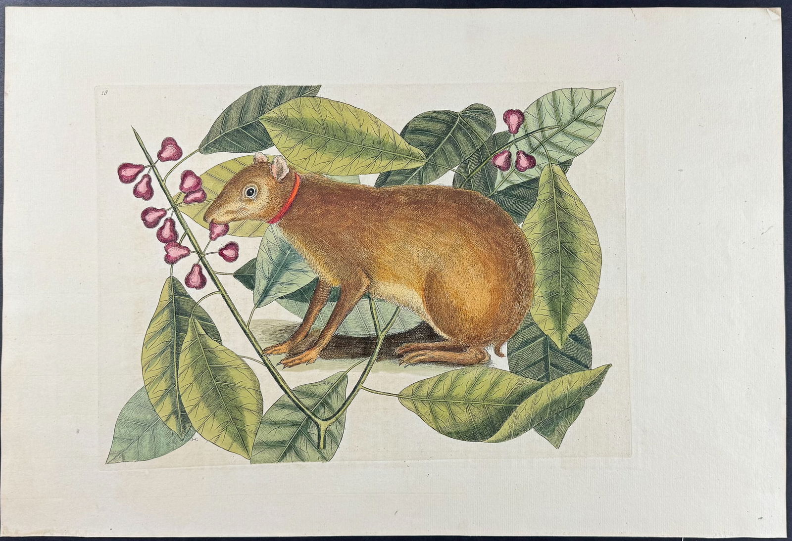 Catesby, Folio - Java Hare with Fig Tree. Sup-18: We are pleased to offer this stunning originally hand-colored engraving from Mark Catesby?s The Natural History of Carolina, Florida and the Bahama Islands: Containing the Figures of Birds, Beasts, Fi