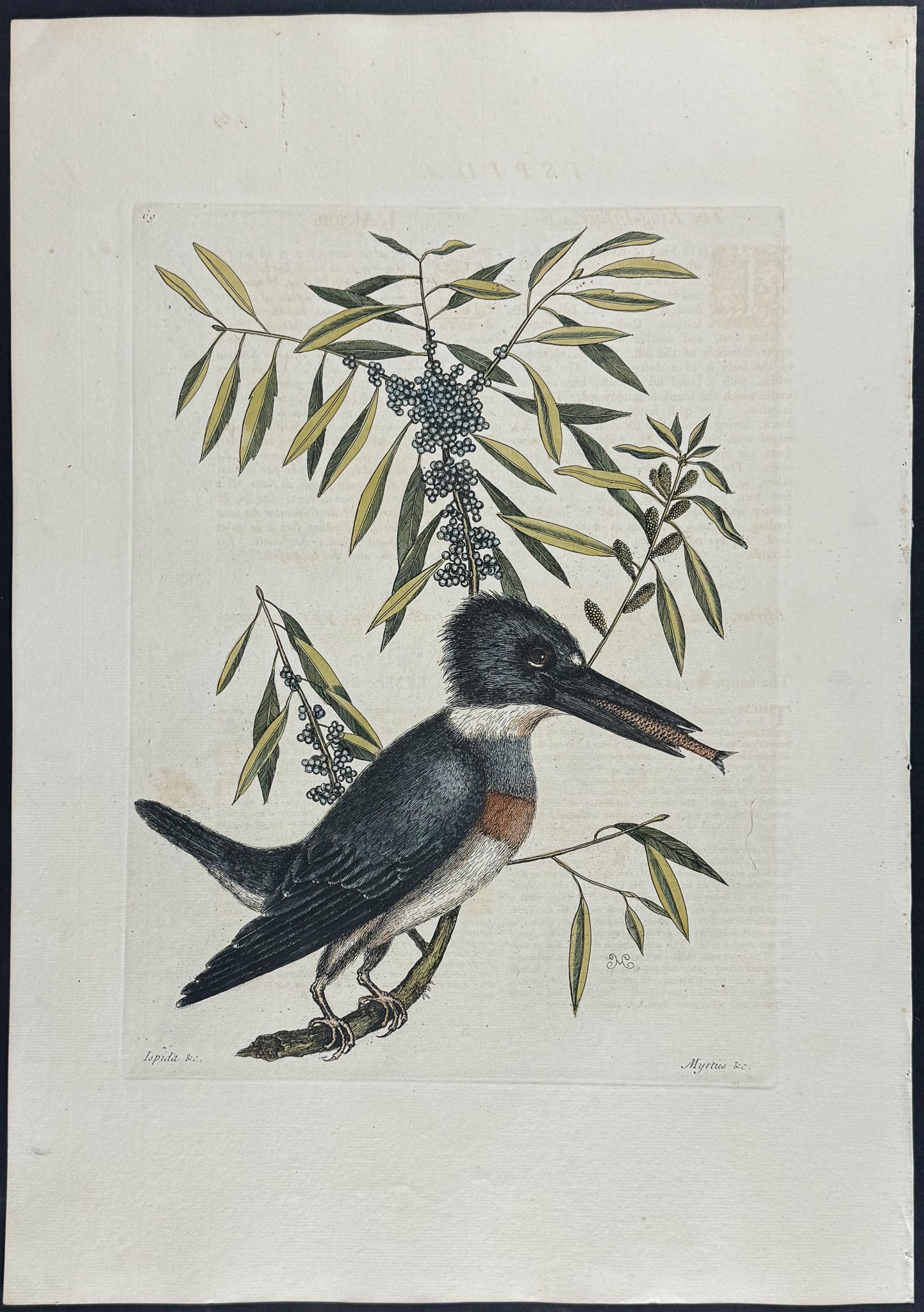 Catesby, Folio - Kingfisher with Narrow Leaved Candleberry Myrtle. 1-69: We are pleased to offer this stunning originally hand-colored engraving from Mark Catesby?s The Natural History of Carolina, Florida and the Bahama Islands: Containing the Figures of Birds, Beasts, Fi