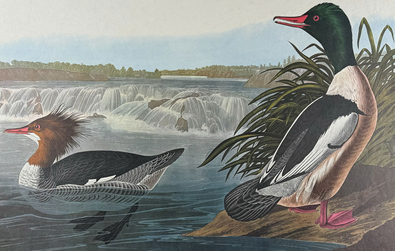 Audubon, Amsterdam Edition - Common Merganser. 331 (1 of 2)