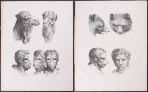 Le Brun - 4 Lithographs portraying Man as Animal: This folio lithograph is from Charles Le Brun & Morel's Dissertation sur un trait? de Charles le Brun concernant le rapport de la physionomie humaine avec celle des animaux. The work was published in