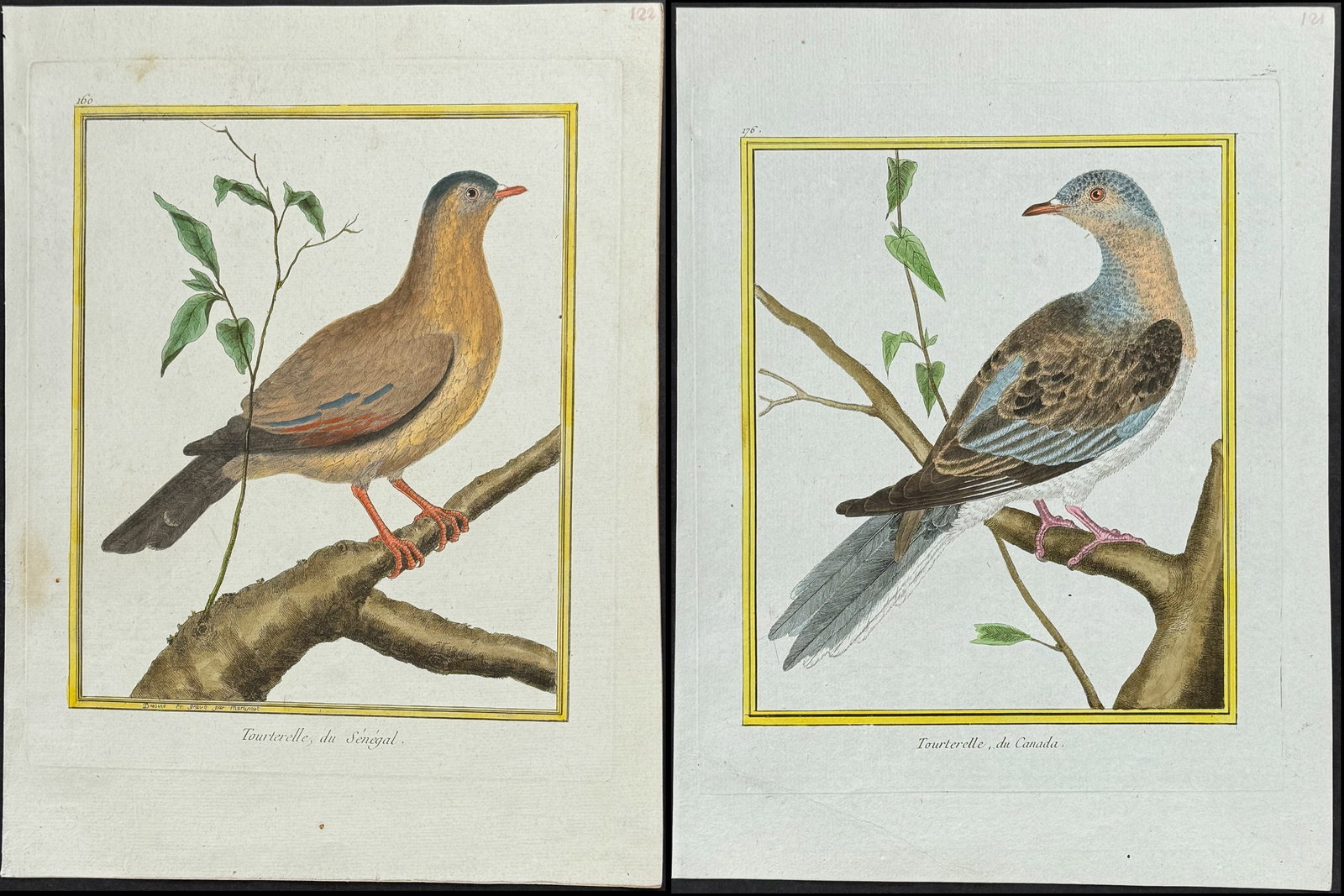 Martinet & Buffon - 4 Dove or Pigeon Engravings (1 of 5)