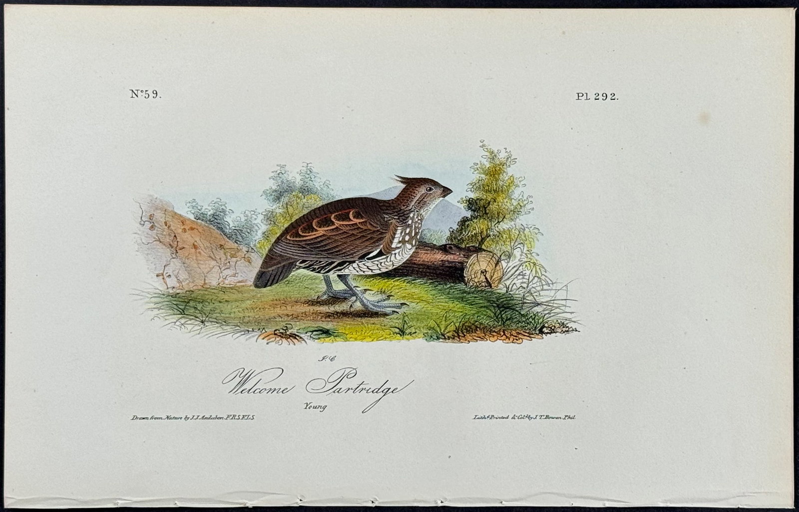 Audubon - Welcome Partridge. 292 (1 of 1)