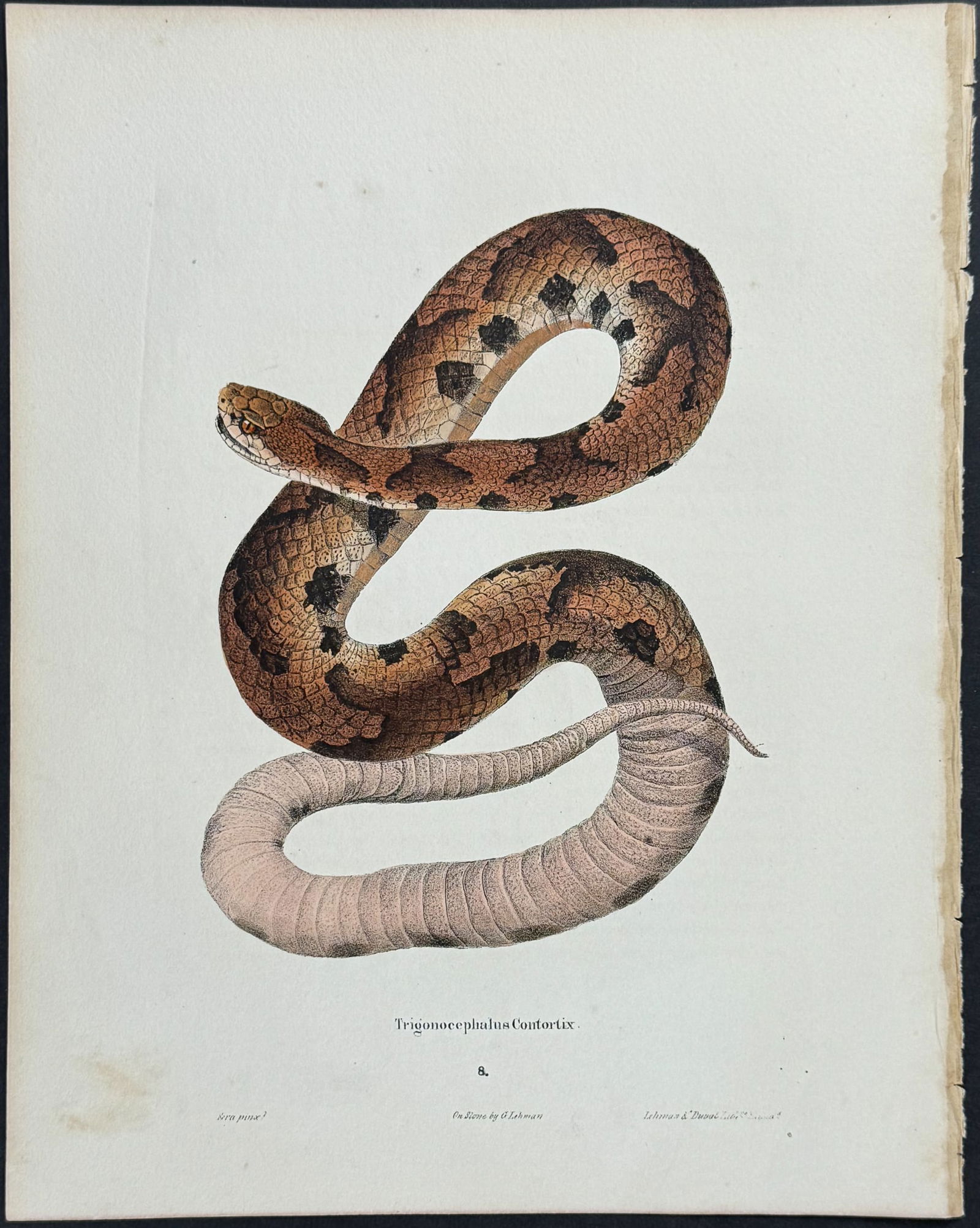 Holbrook - Snake. 8 (1 of 1)