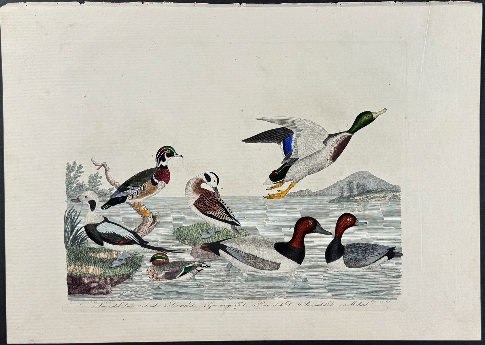 Wilson - Long-tailed Duck, Summer Duck, Green-winged Teal, Canvas-back Duck, Red-headed Duck, (1 of 1)