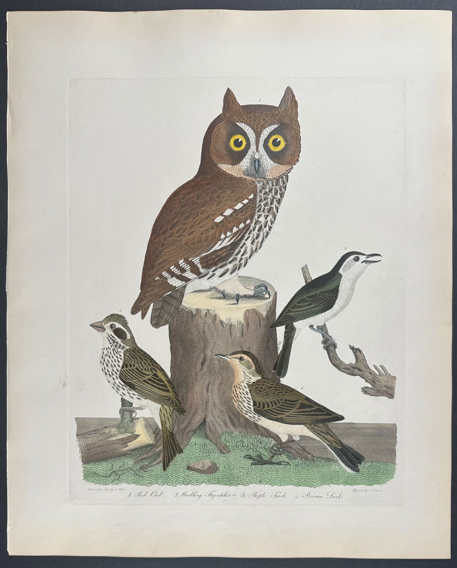 Wilson - Red Owl, Flycatcher, Finch, & Lark. 42 (1 of 1)