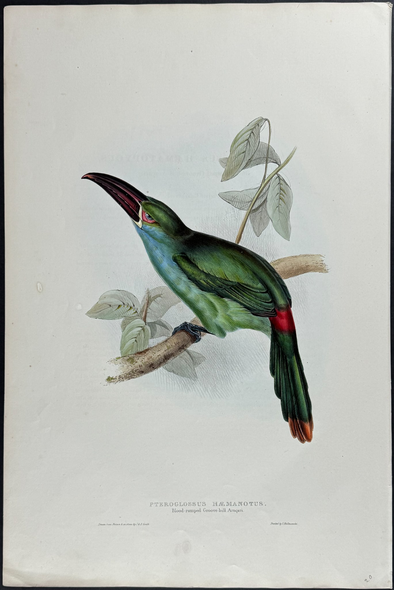 Gould - Blood-rumped Groove-bill Aracari or Toucan (1 of 1)