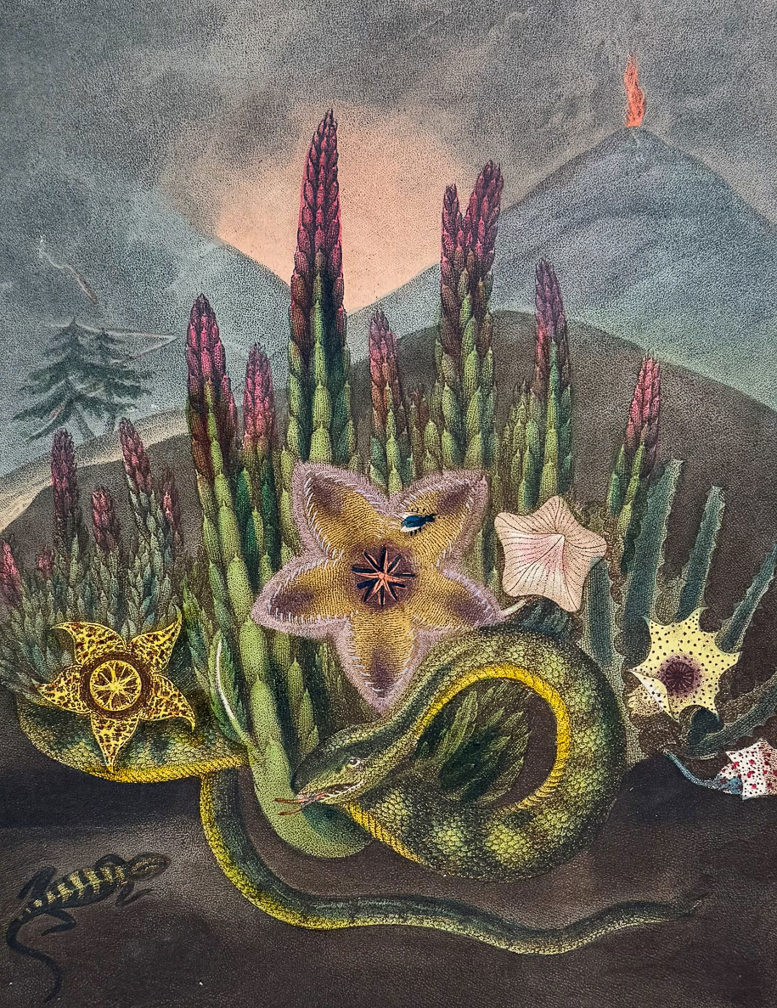 Thornton - Stapelias (or Carrion Flower) with Volcano, Snake & Lizard (1 of 2)