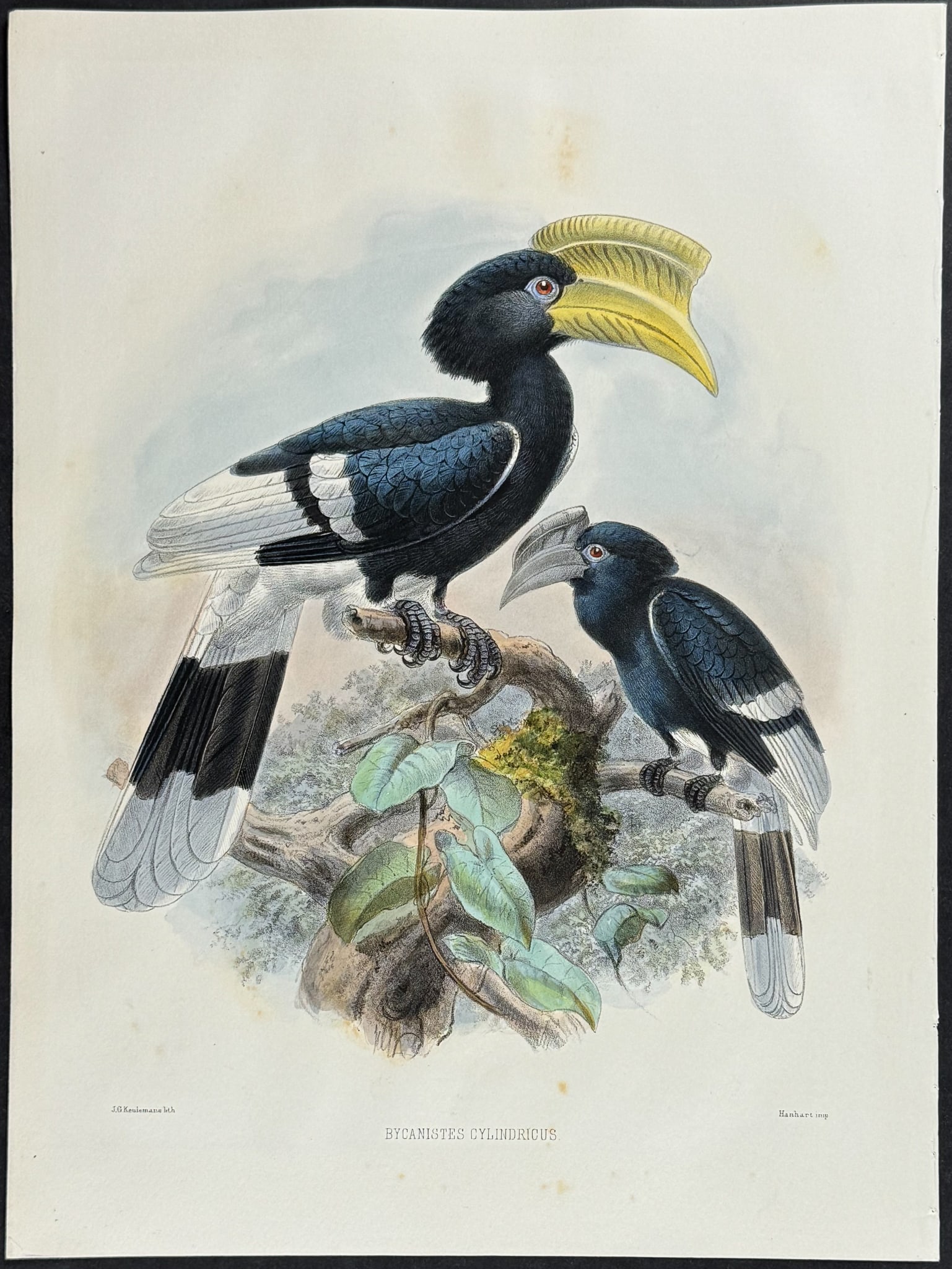 Elliot & Keulemans - Cylindrical Hornbill: This lush folio lithograph is from Daniel Giraud Elliot's A Monograph of the Bucerotidae, or Family of the Hornbills. The work was published in New York by Taylor & Francis of London between 1877 and