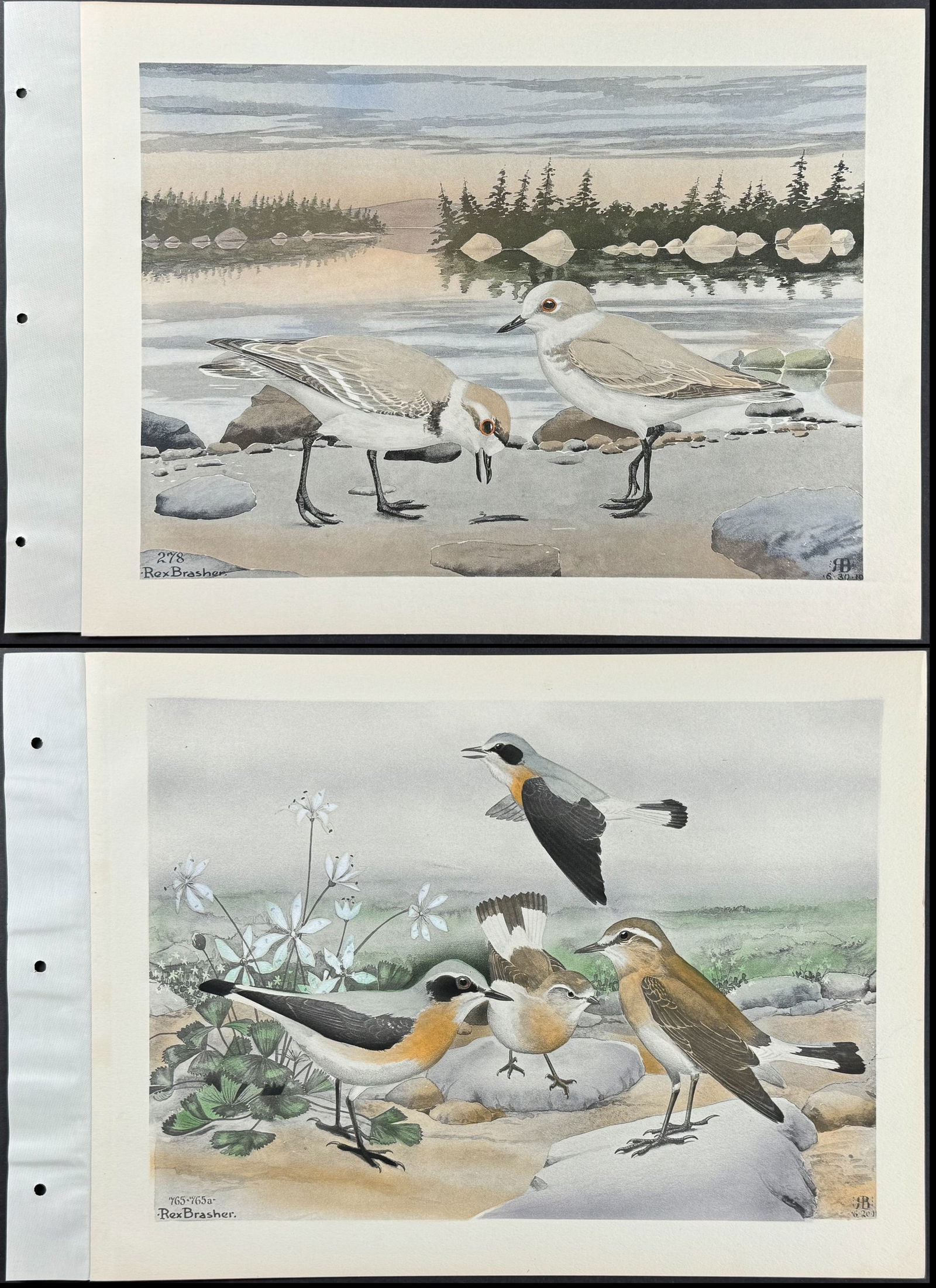 Brasher - 4 Bird Prints (1 of 5)