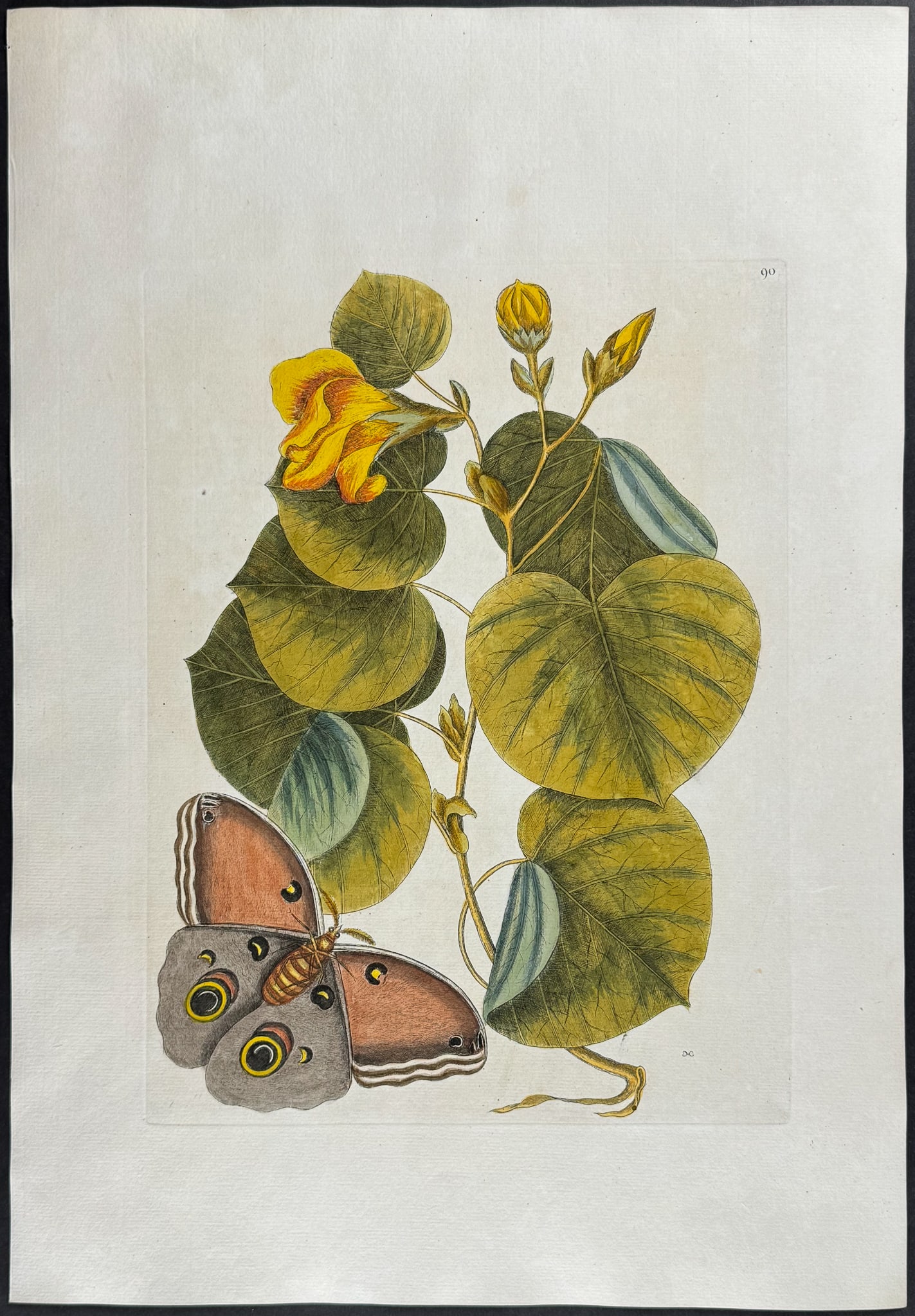 Catesby, Folio - Brown Moth with Maho (Cork Tree). 2-90 (1 of 1)