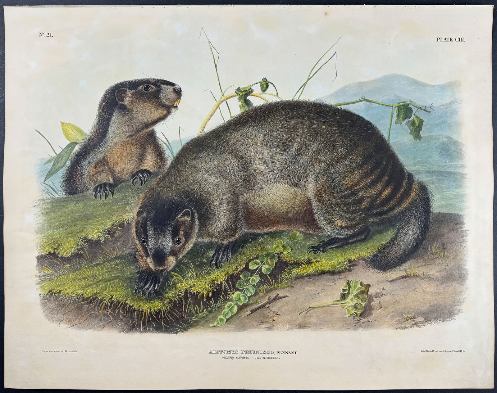 Audubon, Imperial Folio - Hoary Marmot, The Whistler. 103 (1 of 2)