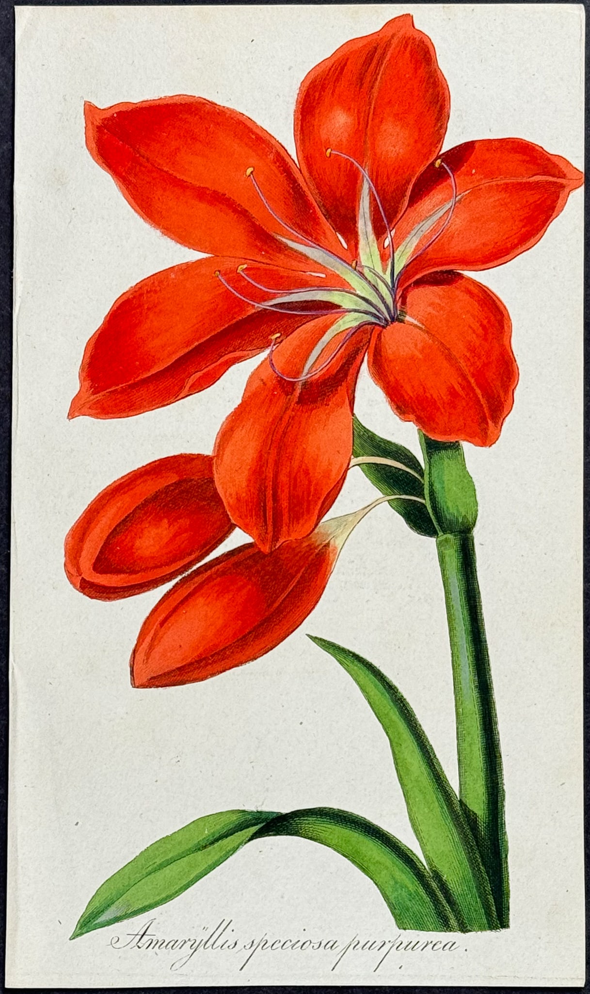 Reider - Amaryllis (1 of 1)