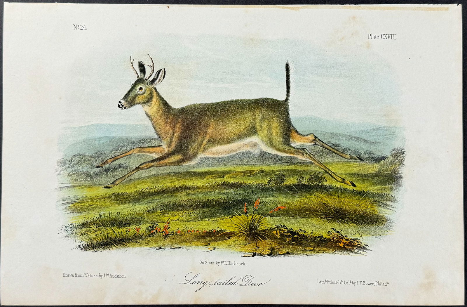 Audubon - Long-tailed Deer. 118 (1 of 1)