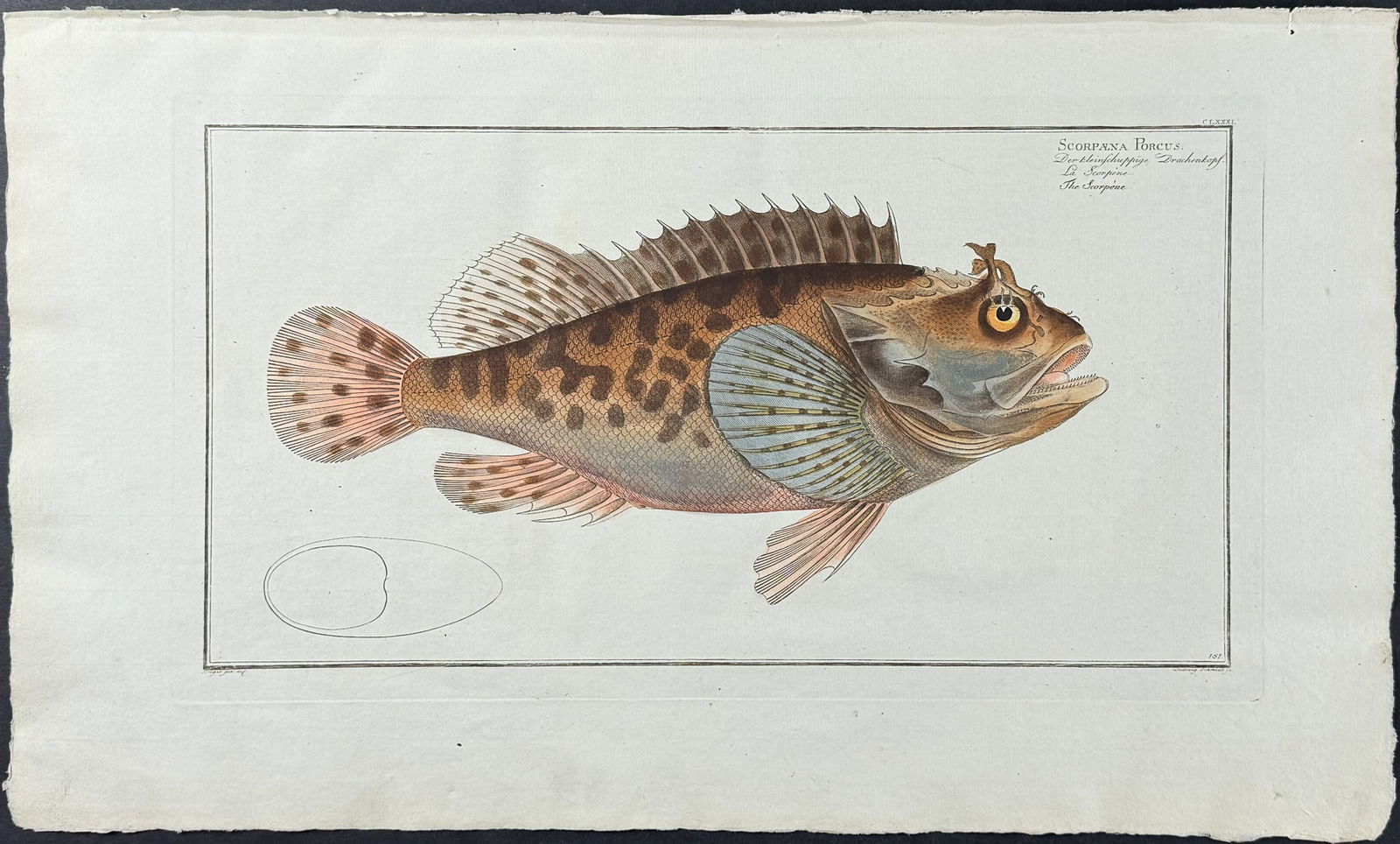 Bloch, Folio - Fish - Scorpaena Porcus. 181 (1 of 1)