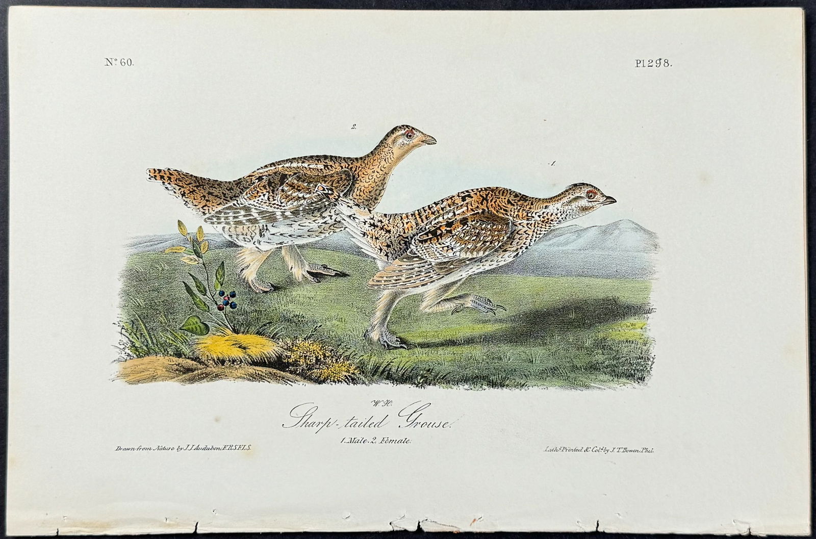 Audubon - Sharp-tailed Grouse. 298 (1 of 1)
