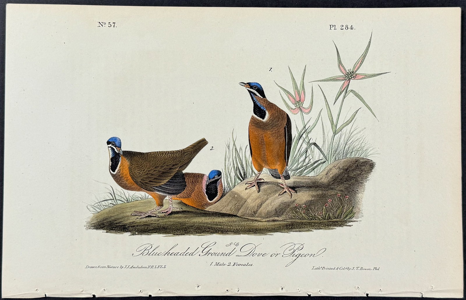 Audubon - Blue headed Ground Dove or Pigeon. 284: This hand-colored lithograph comes from John James Audubon's first octavo edition of Birds of America published from 1840 to 1844. The work was completed under the direct supervision of J. J. Audubon.