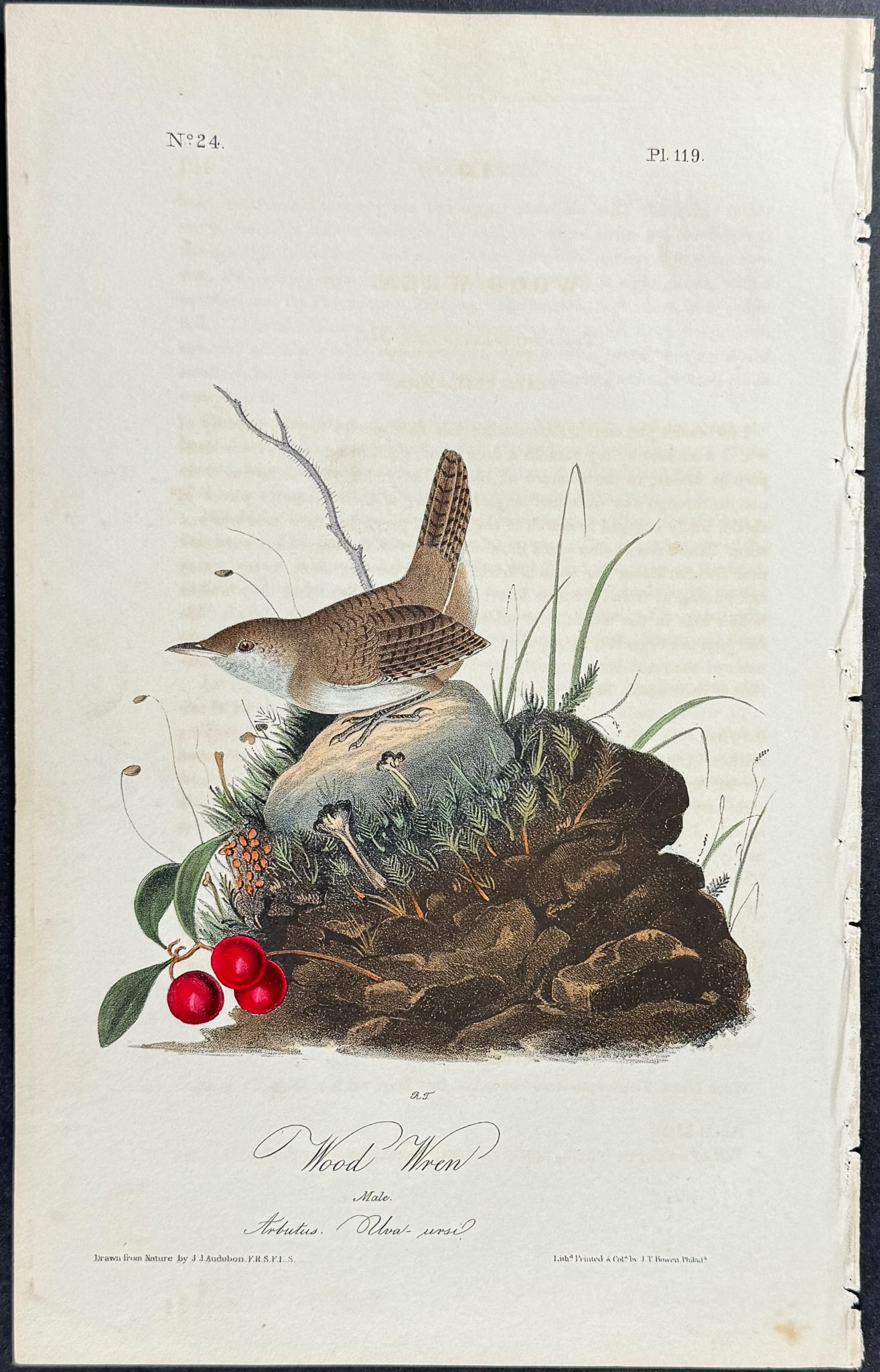 Audubon - Wood Wren. 119: This hand-colored lithograph comes from John James Audubon's first octavo edition of Birds of America published from 1840 to 1844. The work was completed under the direct supervision of J. J. Audubon.