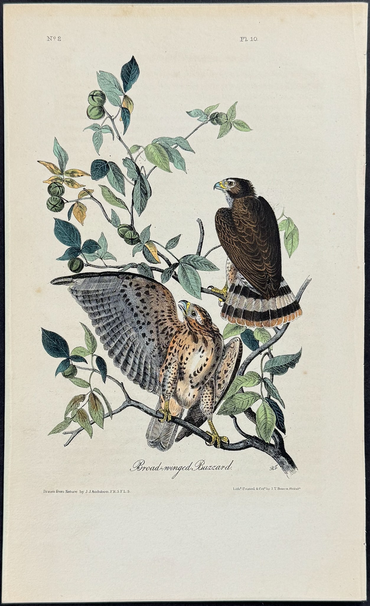 Audubon - Broad-winged Buzzard. 10 (1 of 1)
