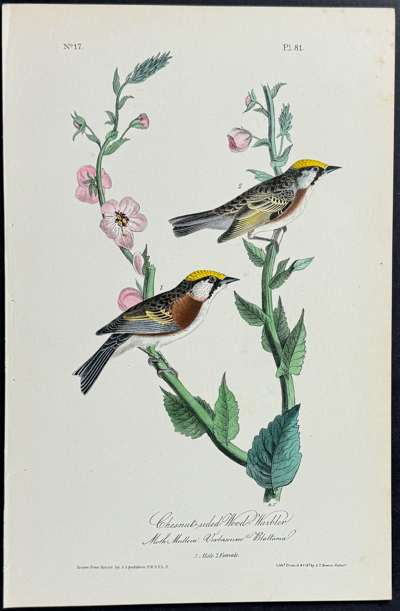 Audubon - Chestnut-sided Wood-Warbler. 81 (1 of 1)