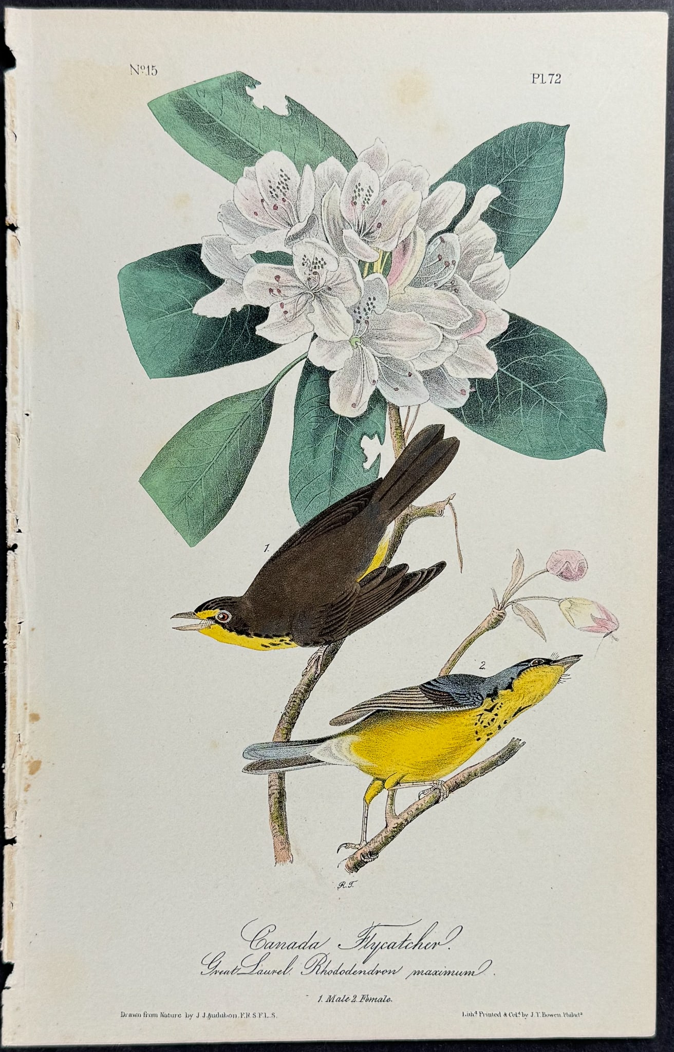 Audubon - Canada Flycatcher. 72 (1 of 1)