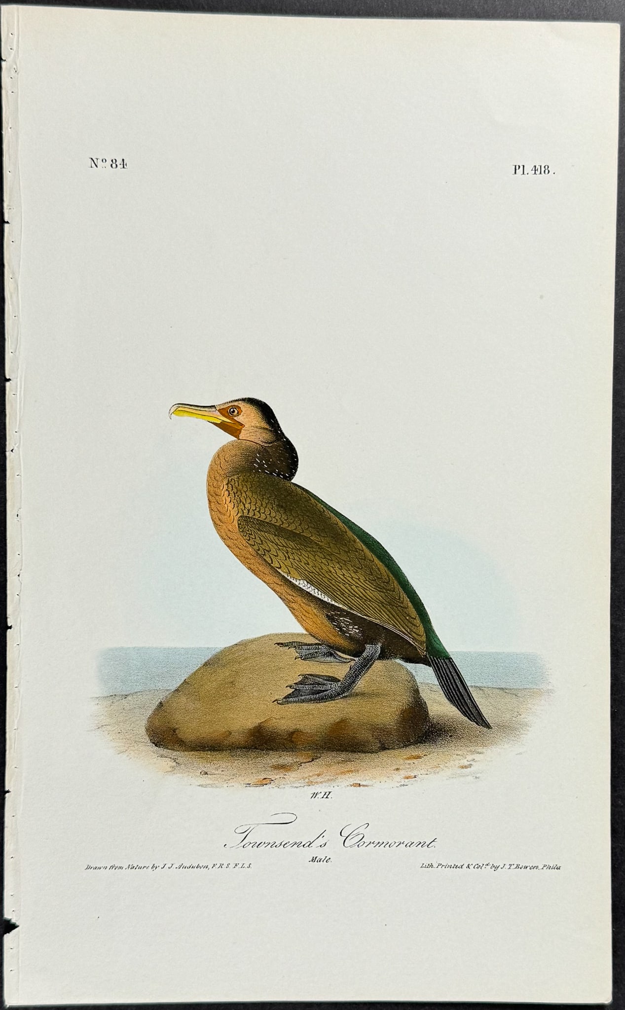 Audubon - Townsend's Cormorant. 418 (1 of 1)