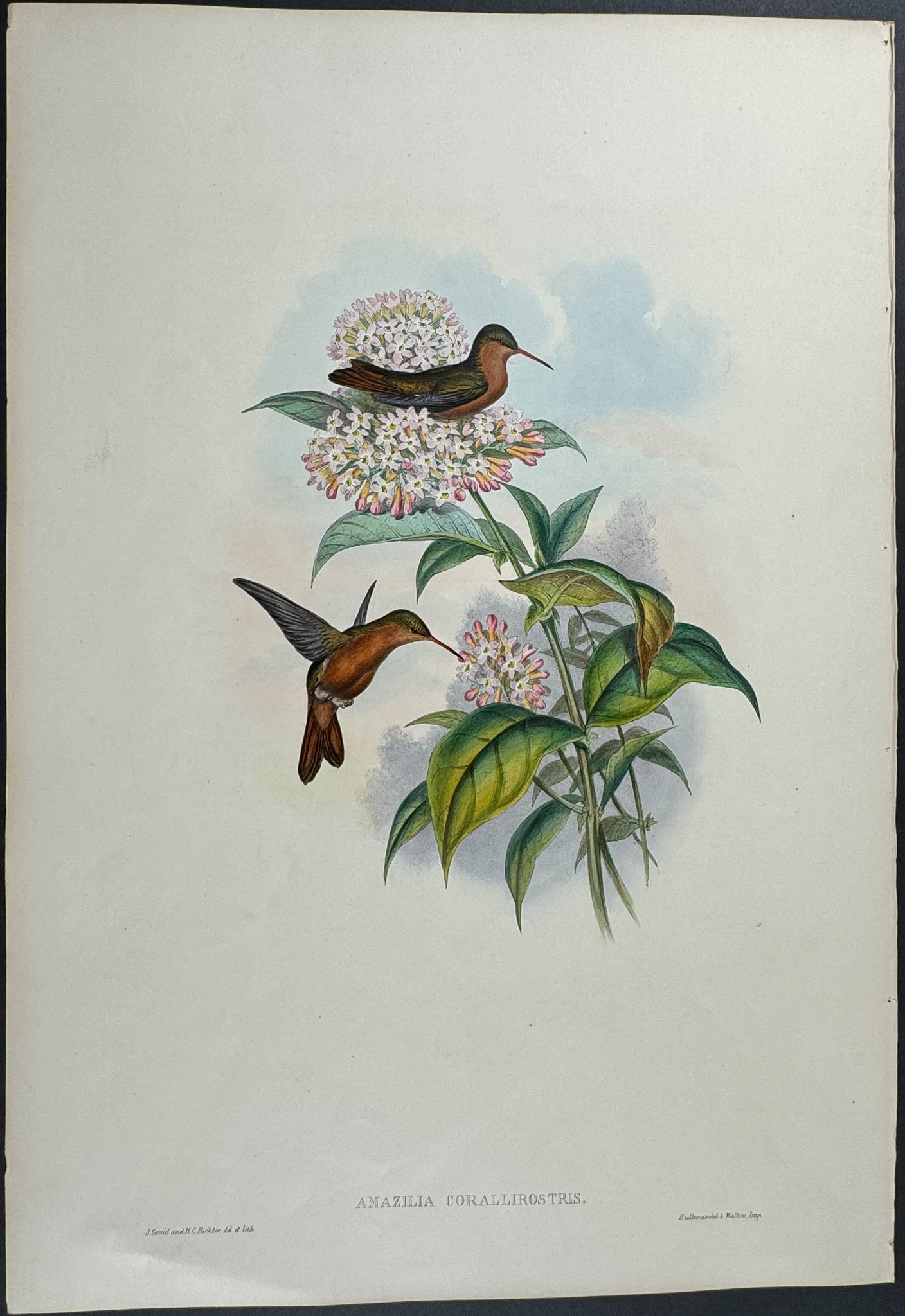 Gould - Coral-billed Amazili Hummingbird (1 of 1)