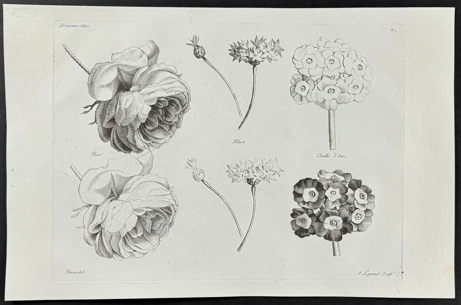 Prevost - Roses, Primula or Auricula (1 of 1)