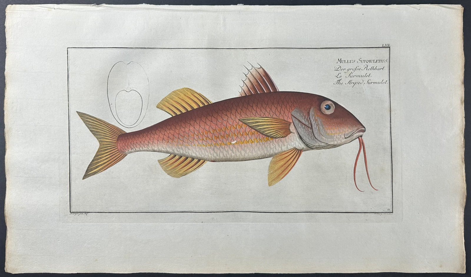 Bloch, Folio - Striped Surmulet - Mullus Surmuletus. 57: This striking, originally hand-colored folio engraving is from Marcus Elieser Bloch?s Ichthyologie, ou Histoire Naturelle Generale et Particuliere des Poissons. The work was published in Berlin, Paris