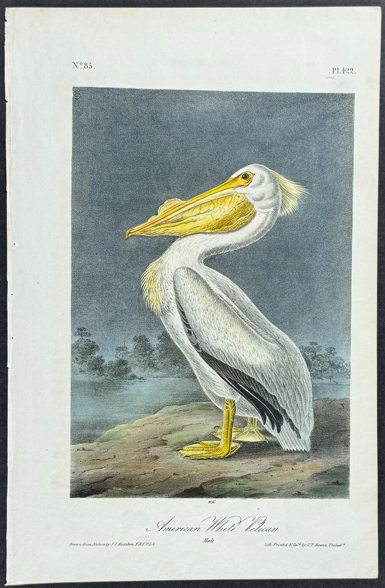 Audubon - American White Pelican. 422: This hand-colored lithograph comes from John James Audubon's first octavo edition of Birds of America published from 1840 to 1844. The work was completed under the direct supervision of J. J. Audubon.