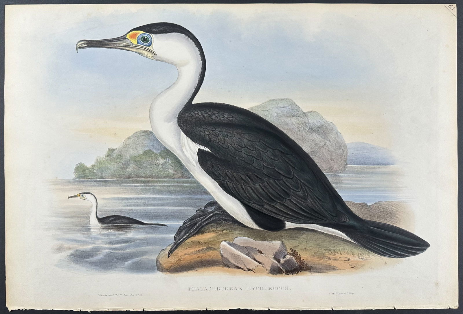 Gould, Australia - Pied Cormorant (1 of 1)