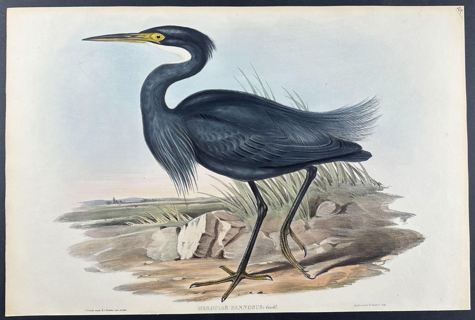 Gould, Australia - Sombre Egret (1 of 1)