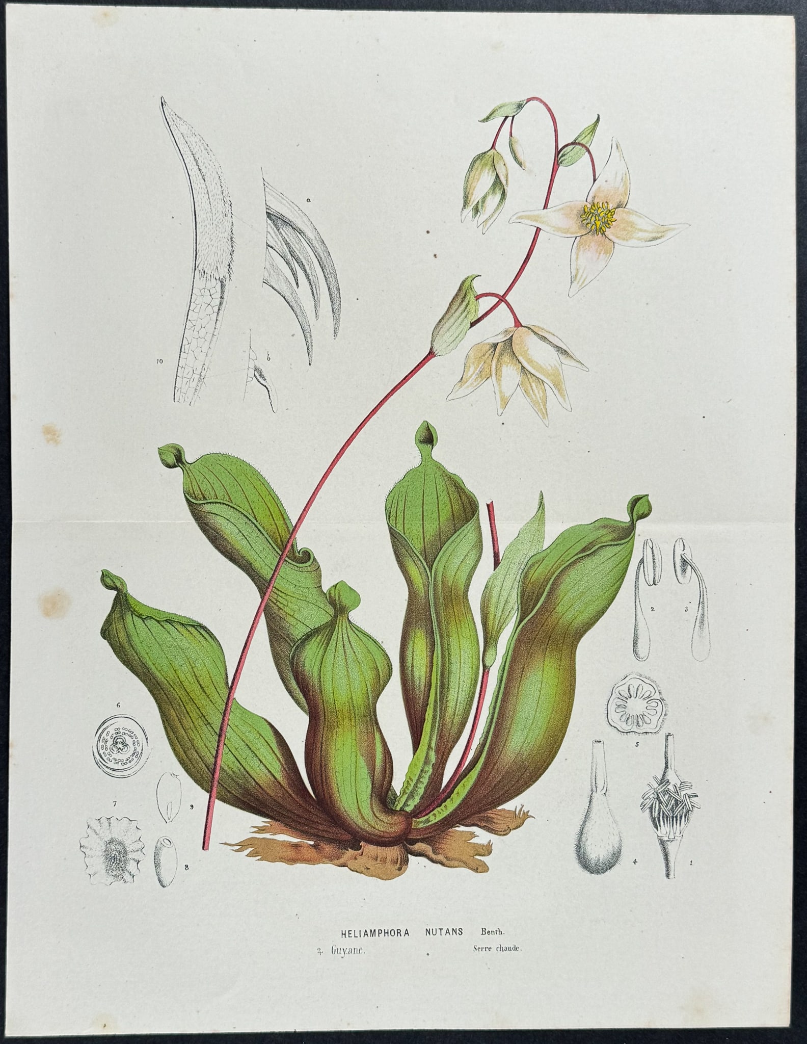 Van Houtte - Carnivorous Nodding Sun Pitcher Plant (1 of 1)