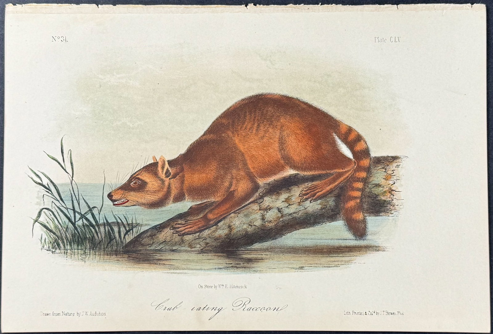 Audubon - Crab-eating Raccoon. 155: This octavo lithograph is from John James Audubon's The Quadrupeds of North America. The work was published in New York in 1854. Quadrupeds was Audubon's final great natural history work. His animal d