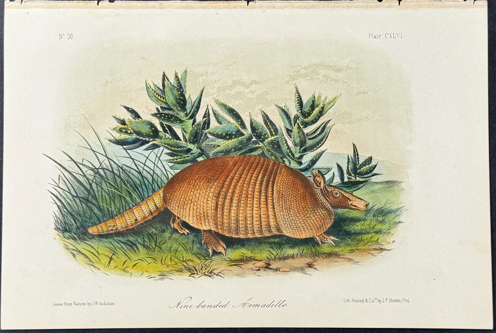 Audubon - Nine-banded Armadillo. 146 (1 of 1)
