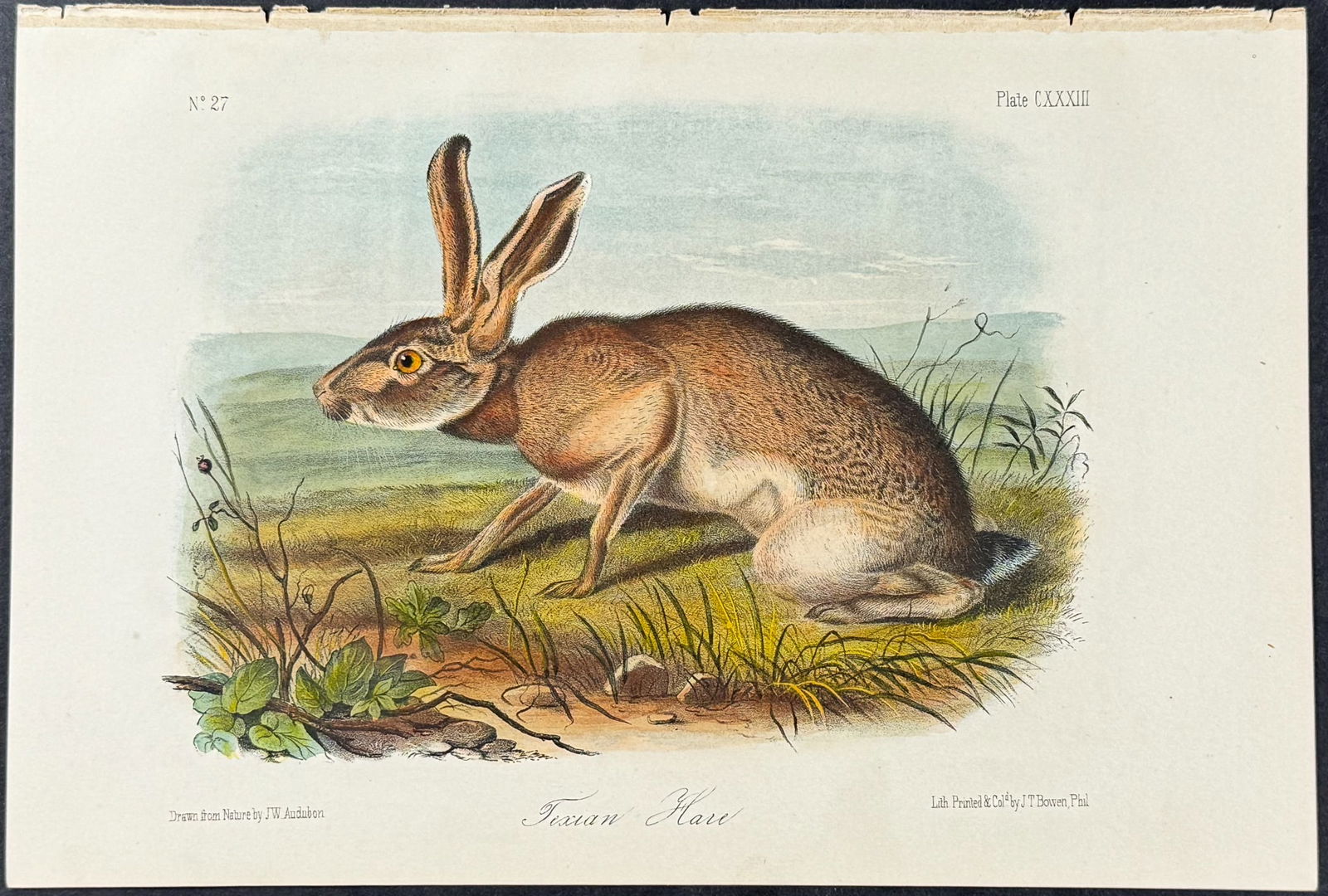Audubon - Texan Hare. 133 (1 of 1)
