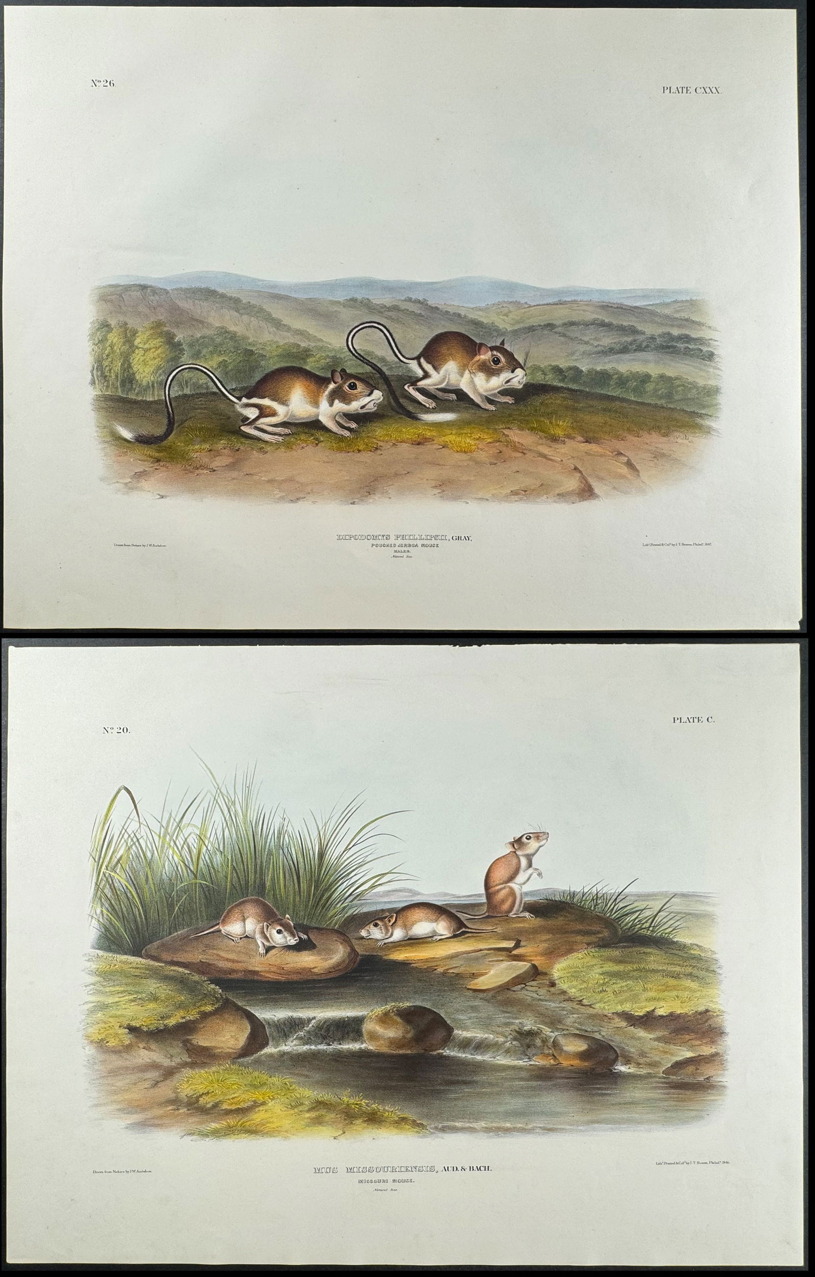 Audubon, Imperial Folio - PAIR of Mouse Lithographs (1 of 3)