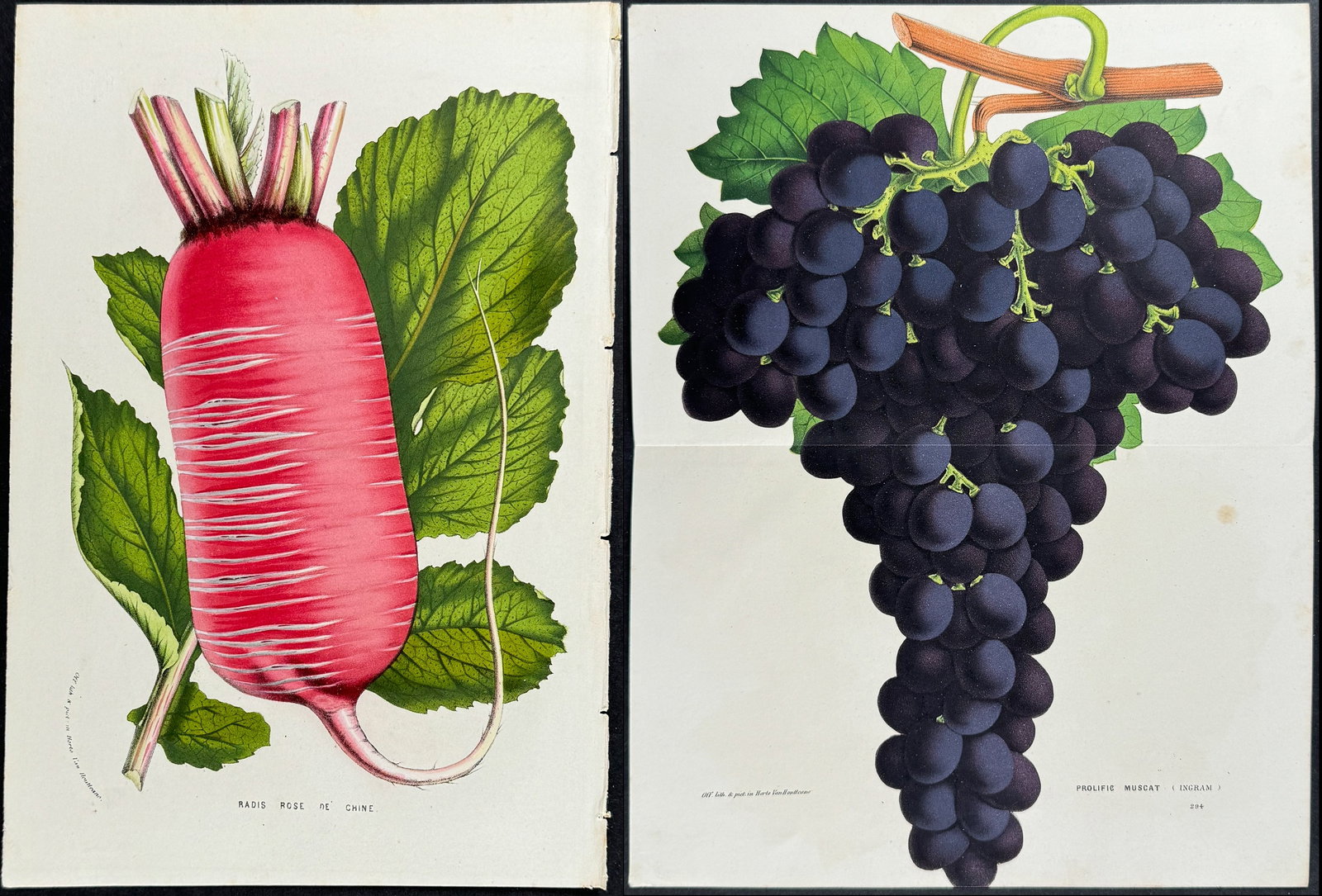 Van Houtte - 4 Fruit & Vegetable Prints (1 of 5)