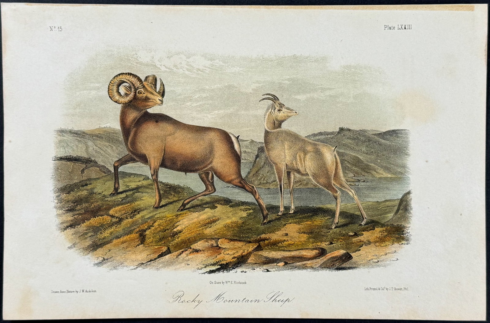 Audubon - Rocky Mountain Sheep. 73 (1 of 1)