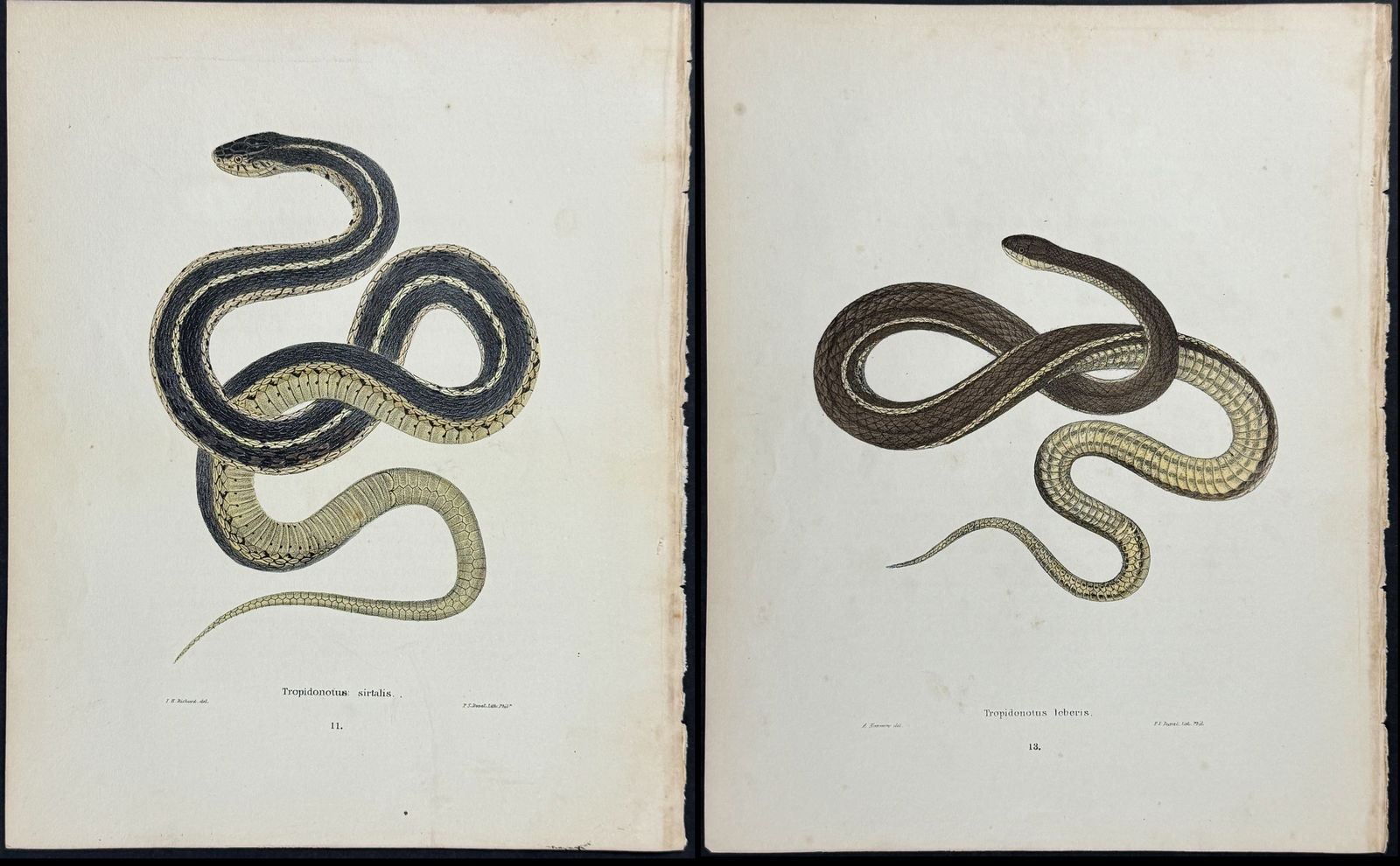 Holbrook - 4 Snake Lithographs (1 of 5)