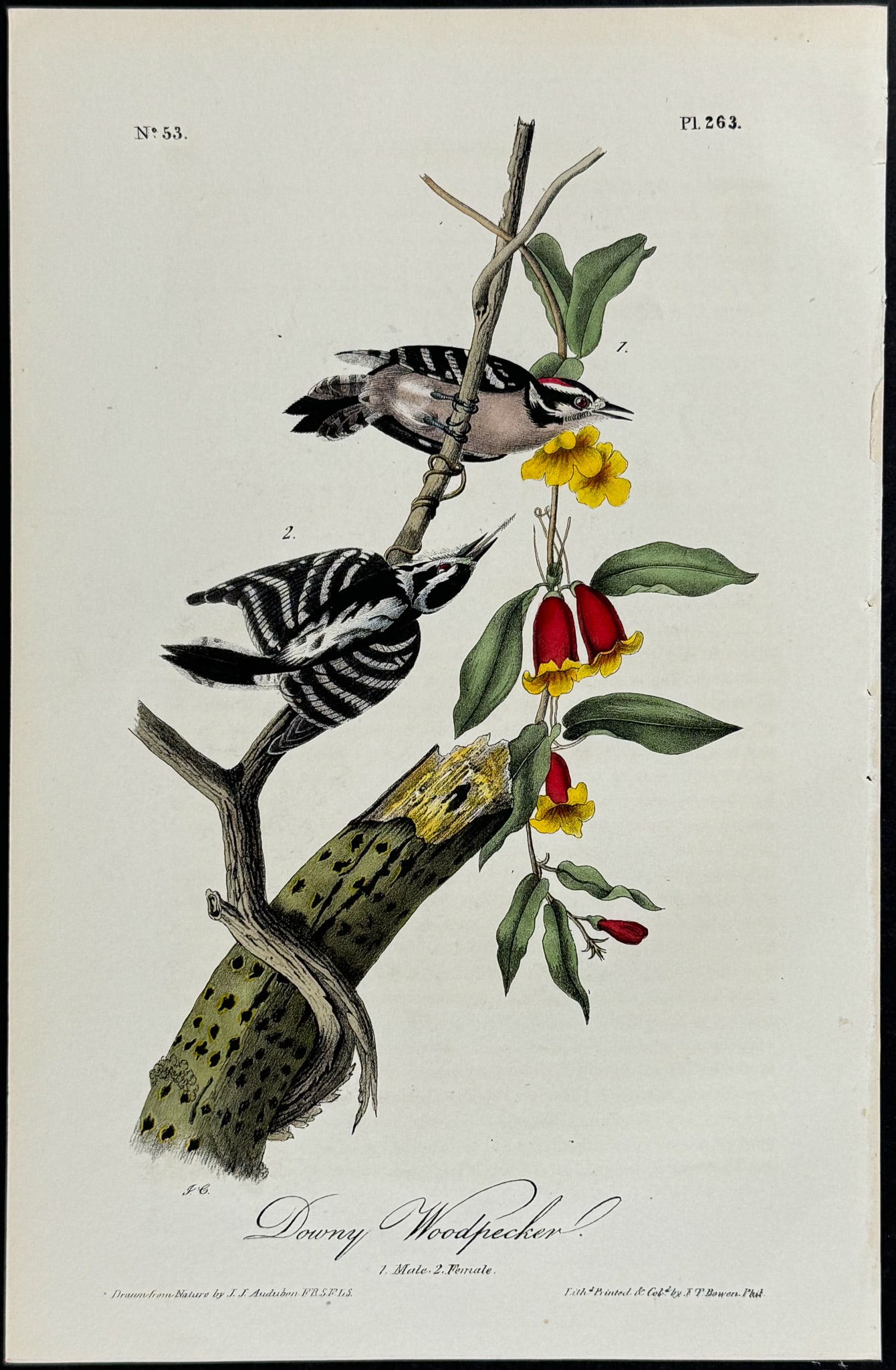 Audubon - Downy Woodpecker. 263 (1 of 1)