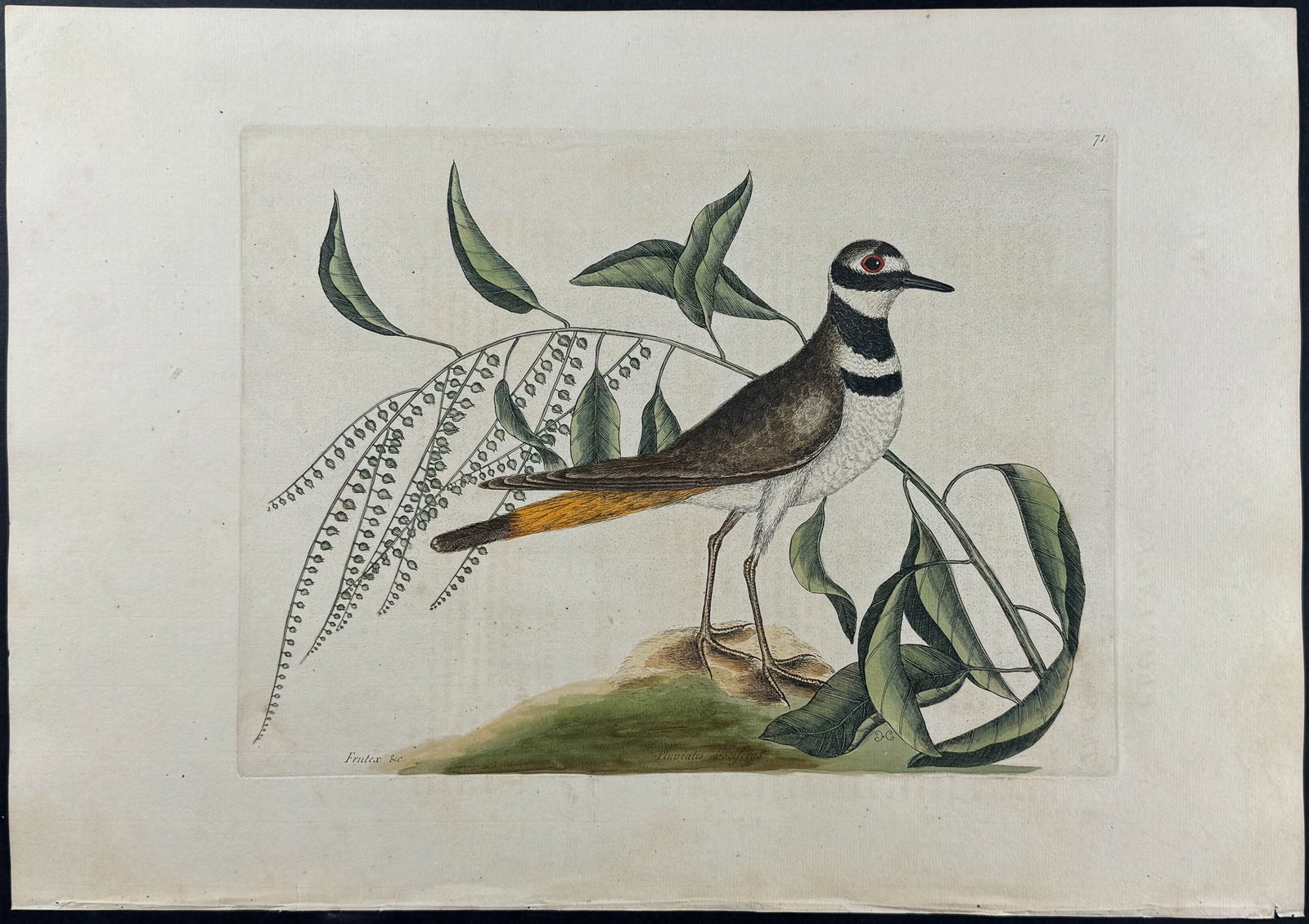 Catesby, Folio - Chattering Plover with Sorrel Tree. 1-71: We are pleased to offer this stunning originally hand-colored engraving from Mark Catesby?s The Natural History of Carolina, Florida and the Bahama Islands: Containing the Figures of Birds, Beasts, Fi