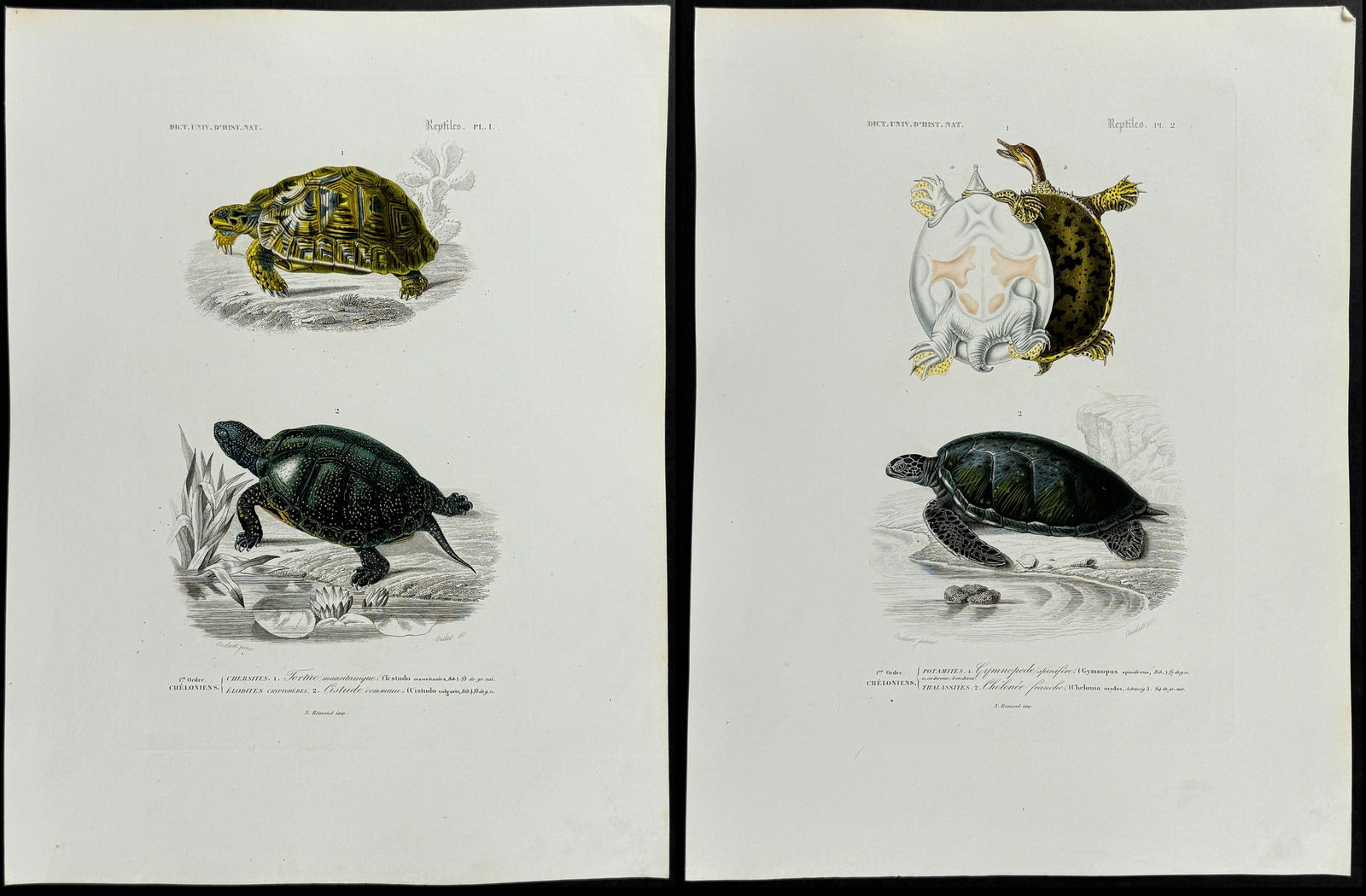 D'Orbigny - Pair of Turtle or Tortoise Engravings (1 of 3)