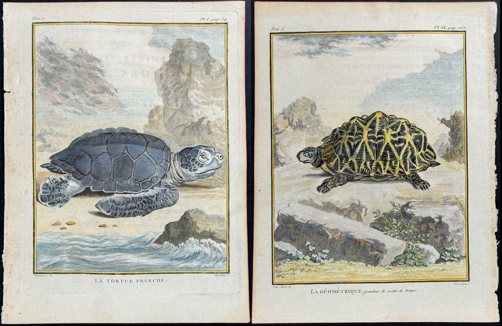 Buffon - 3 Engravings of Sea Turtles, Turtle or Tortoise (1 of 4)