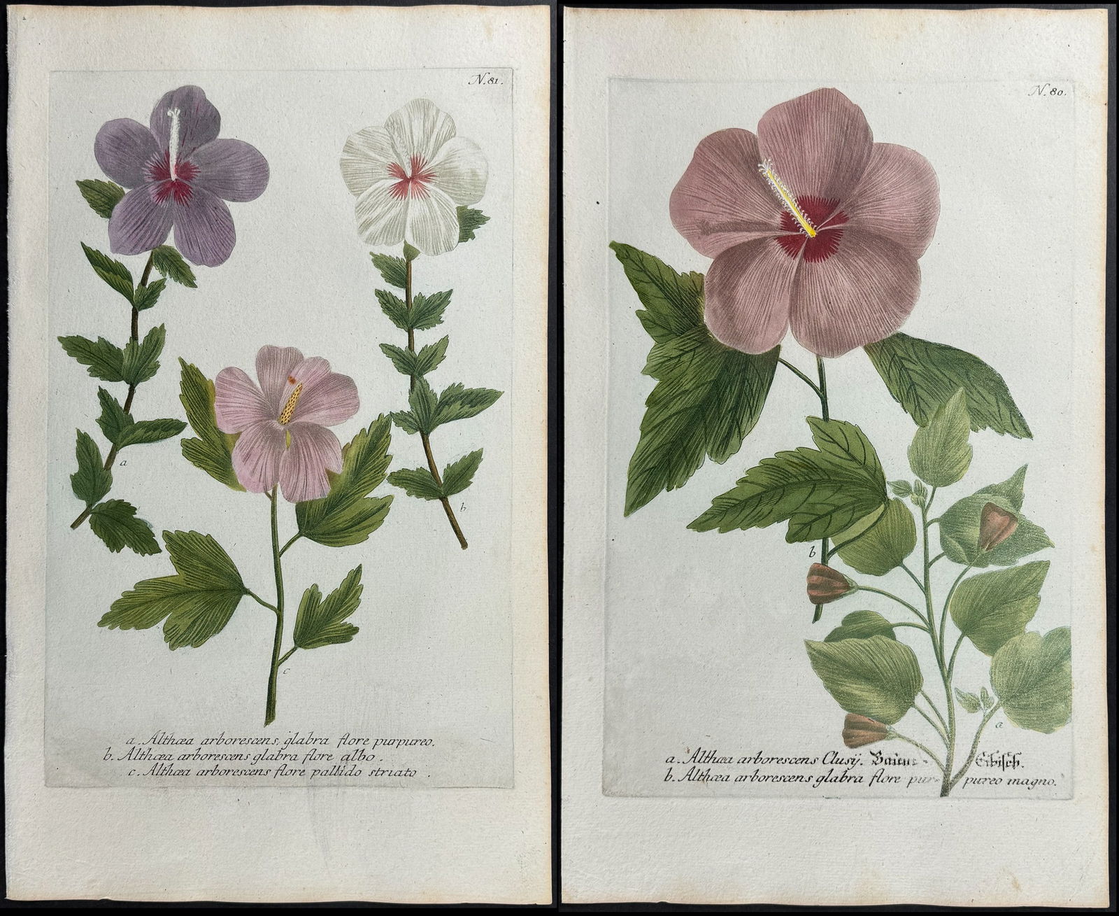 Weinmann - 4 Mallow Mezzotint Engravings (1 of 5)