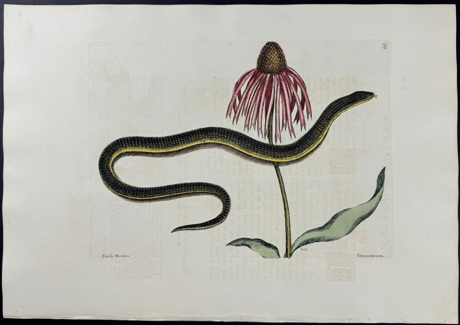 Catesby, Folio - Glass Snake with Cone Flower. 2-59: We are pleased to offer this stunning originally hand-colored engraving from Mark Catesby?s The Natural History of Carolina, Florida and the Bahama Islands: Containing the Figures of Birds, Beasts, Fi