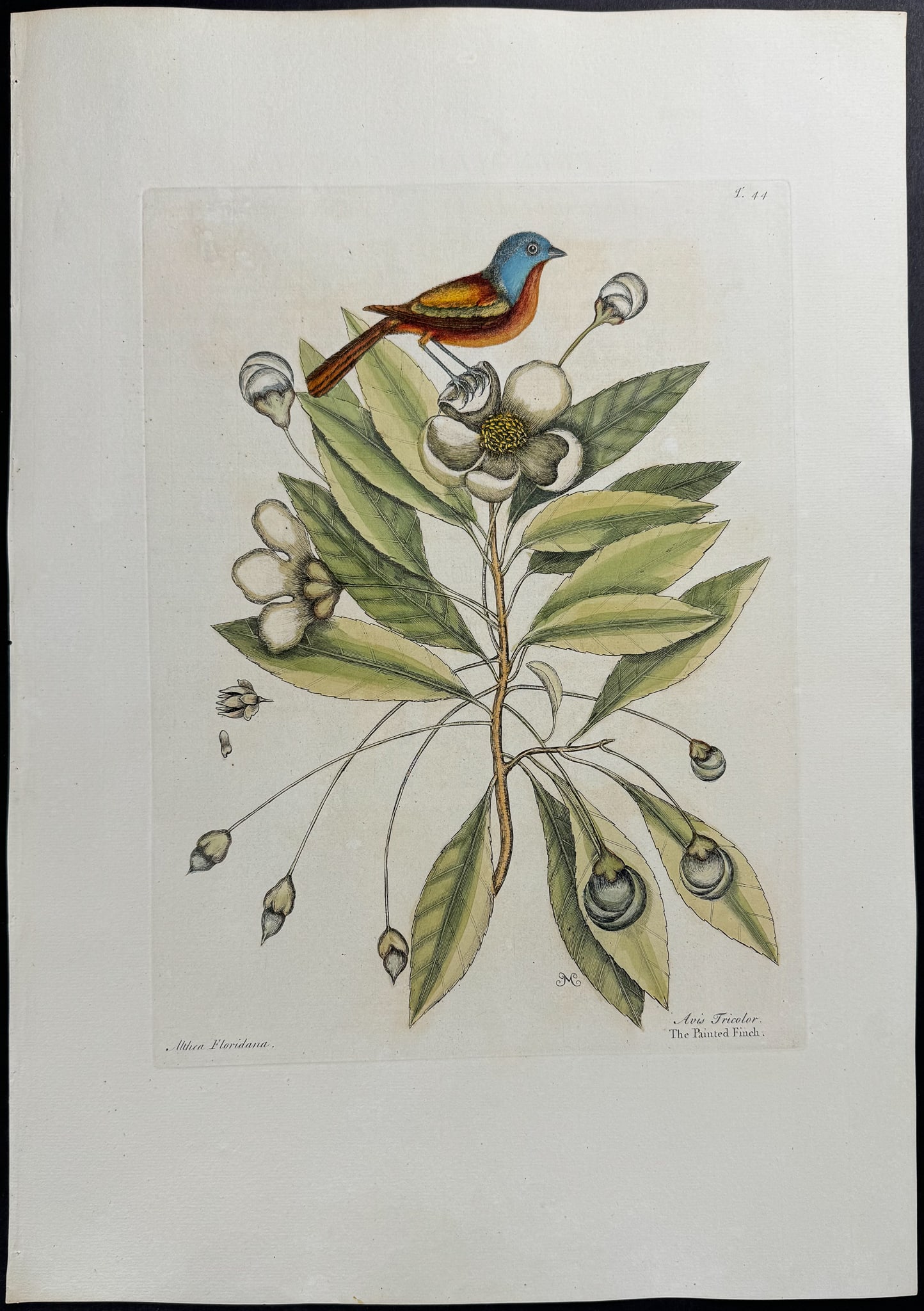 Catesby, Folio - Painted Finch with Loblolly Tree. 1-44: We are pleased to offer this stunning originally hand-colored engraving from Mark Catesby?s The Natural History of Carolina, Florida and the Bahama Islands: Containing the Figures of Birds, Beasts, Fi