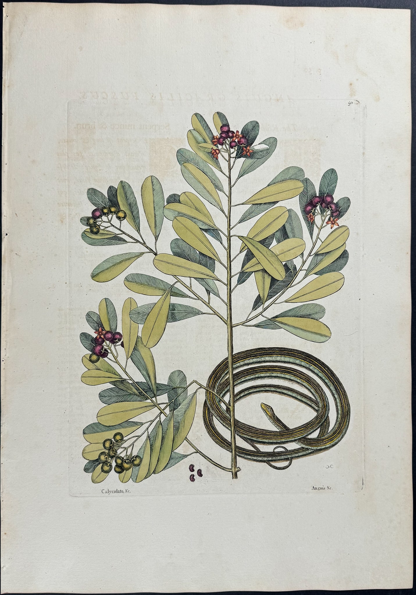 Catesby, Folio - Ribbon Snake with Winter?s Bark (Cinnamon Bark). 2-50: We are pleased to offer this stunning originally hand-colored engraving from Mark Catesby?s The Natural History of Carolina, Florida and the Bahama Islands: Containing the Figures of Birds, Beasts, Fi