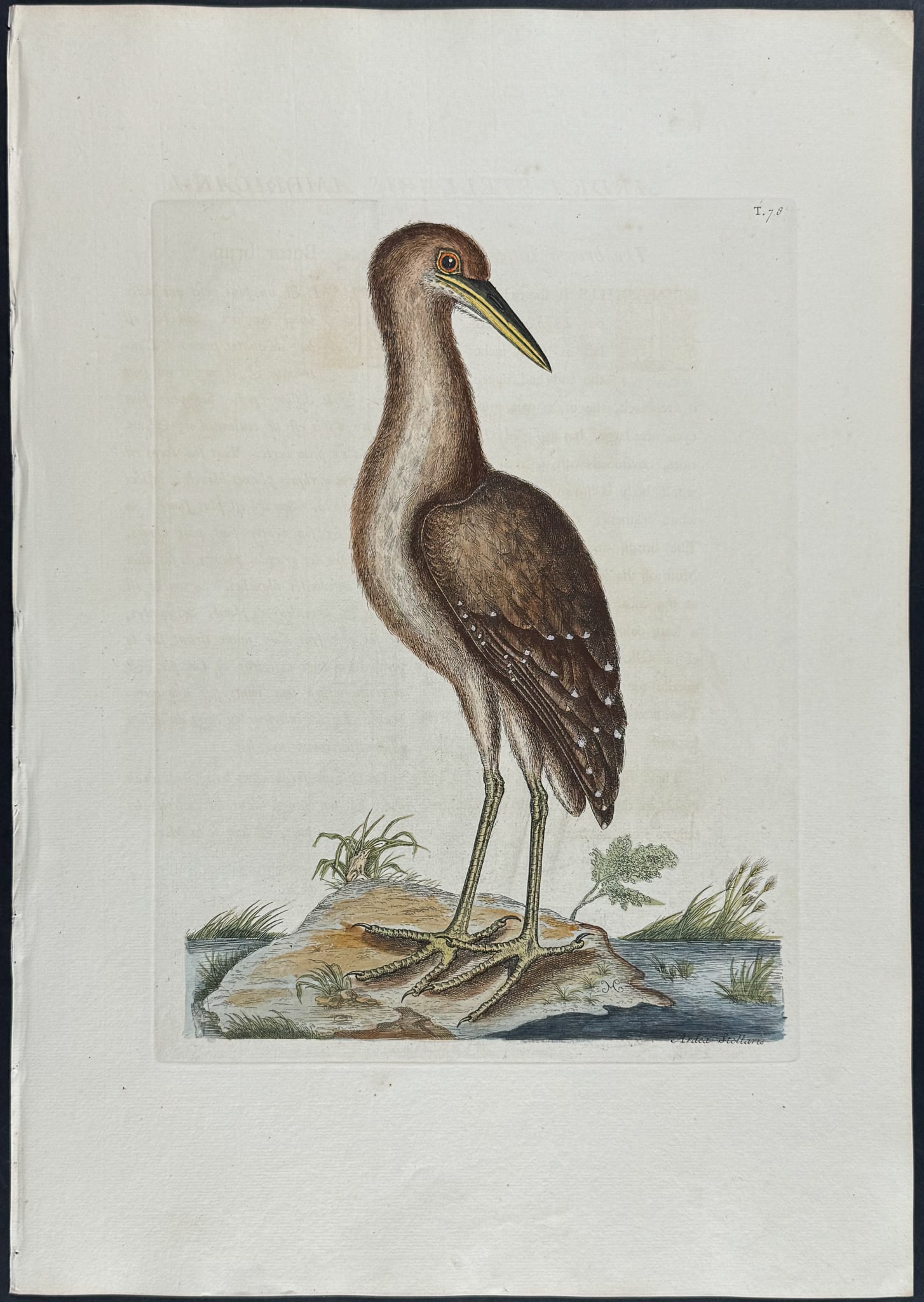 Catesby, Folio - Brown Bittern. 1-78 (1 of 1)