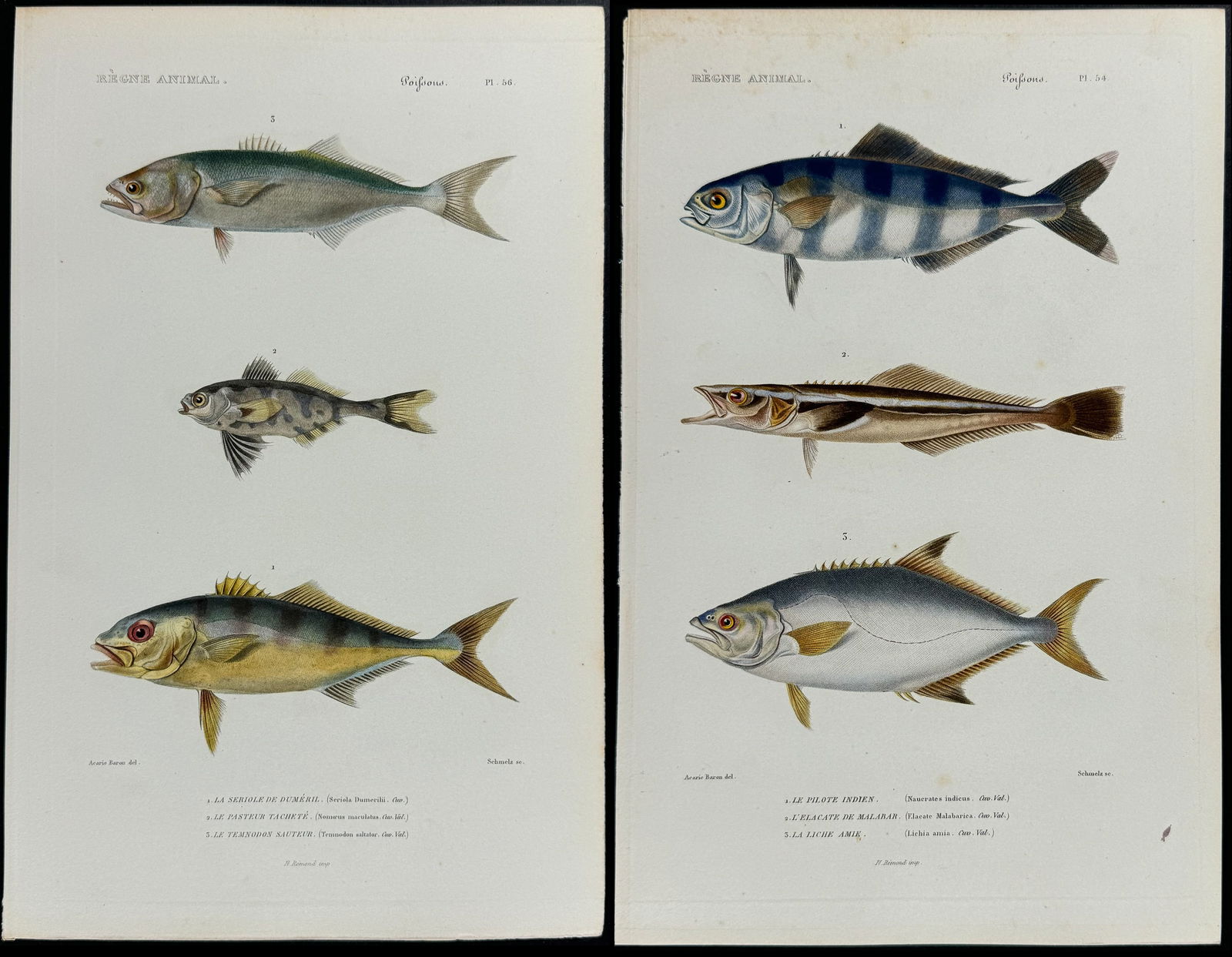 Cuvier - 5 Fish Engravings (1 of 6)